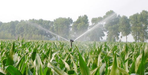 物聯(lián)網(wǎng)技術(shù)賦能農(nóng)業(yè)信息化與生物有機(jī)肥料研發(fā)的協(xié)同發(fā)展