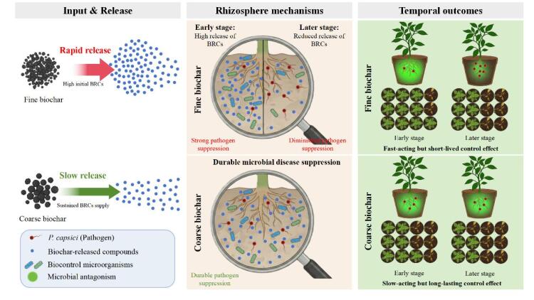 資環所土壤改良與功能肥料創新團隊在生物炭調控土壤微生物結構與功能時效機制方面取得重要進展